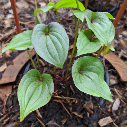 Growing and caring for trillium chloropetalum