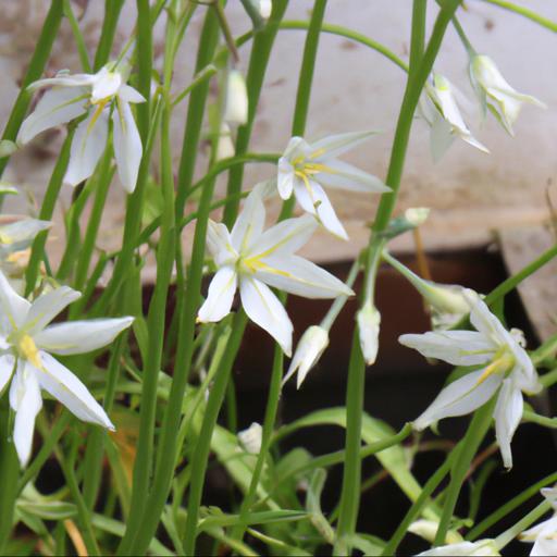 Growing and caring for triteleia laxa white cloud