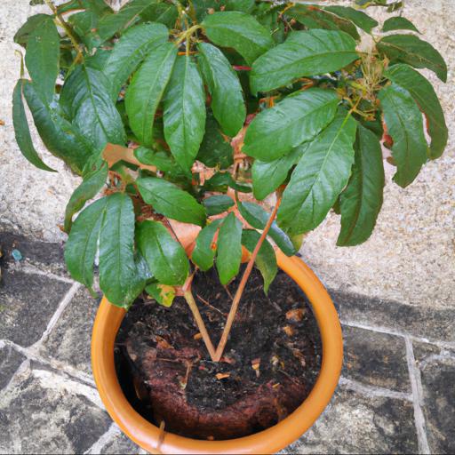 Growing and caring for trochodendron aralioides