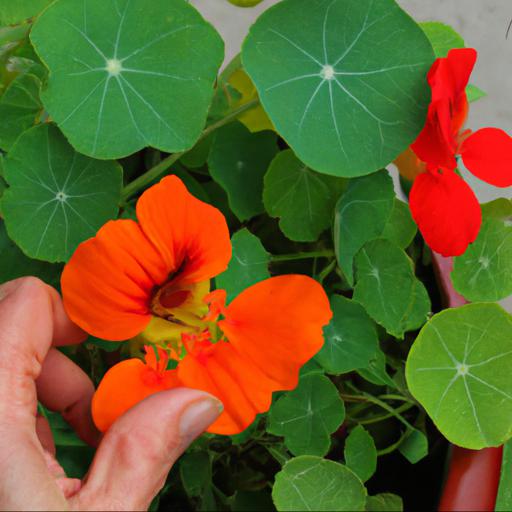 Growing and caring for tropaeolum majus empress of india