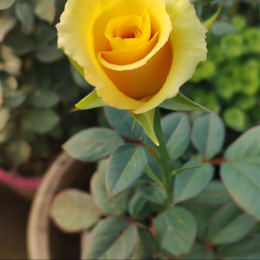 Growing and caring tips for rosa golden celebration