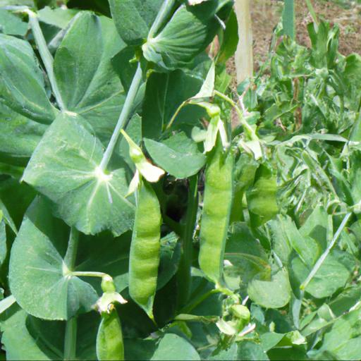 Growing and harvesting pisum sativum fortune