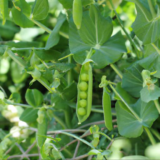 Growing and harvesting pisum sativum golden sweet