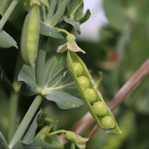 Growing and harvesting pisum sativum kelvedon wonder