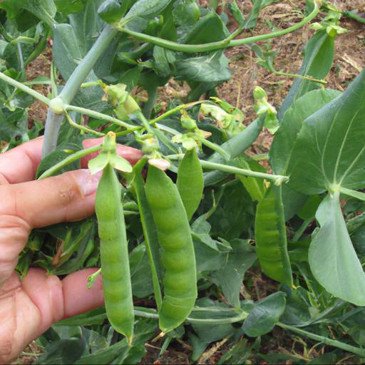 Growing and harvesting pisum sativum maxigolt