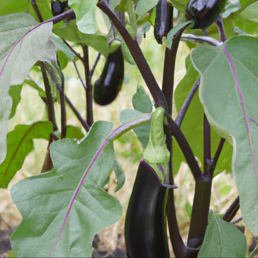 Growing and harvesting solanum melongena black enorma