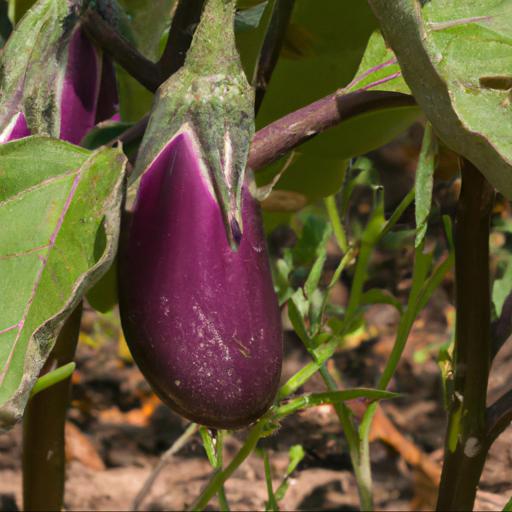 Growing and harvesting solanum melongena clara