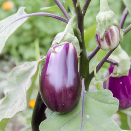 Growing and harvesting solanum melongena melanzana violetta di firenze