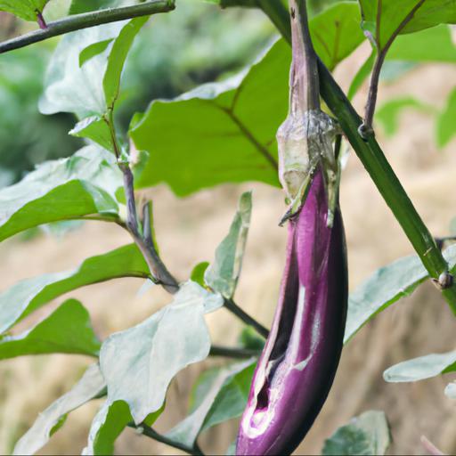 Growing and harvesting solanum melongena pingtung long