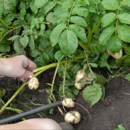 Growing and harvesting solanum tuberosum desiree