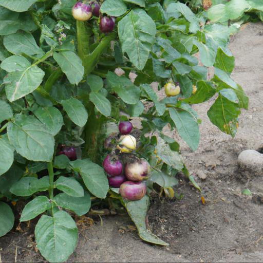 Growing and harvesting solanum tuberosum kestrel