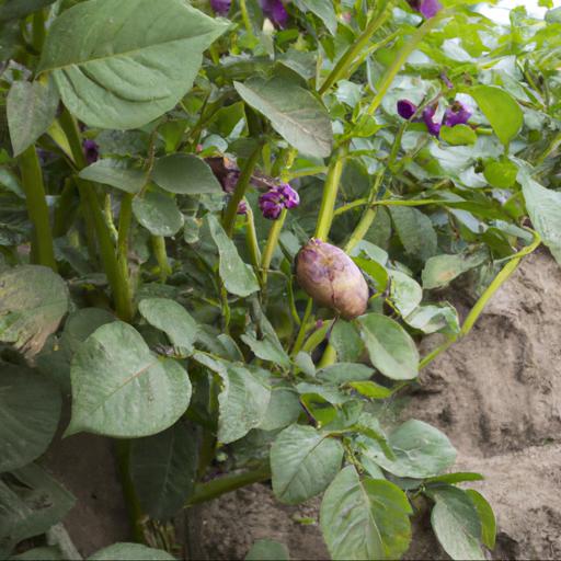 Growing and harvesting solanum tuberosum maris piper