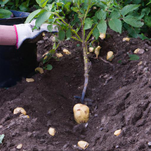 Growing and harvesting solanum tuberosum nicola