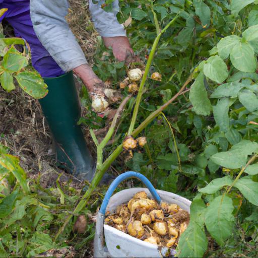 Growing and harvesting solanum tuberosum orla