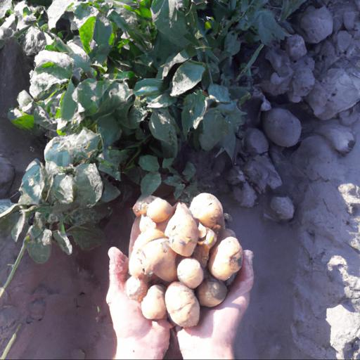 Growing and harvesting solanum tuberosum valor