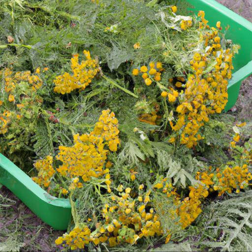 Growing and harvesting tanacetum vulgare