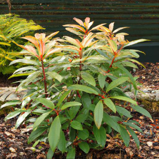 Growing pieris forest flame