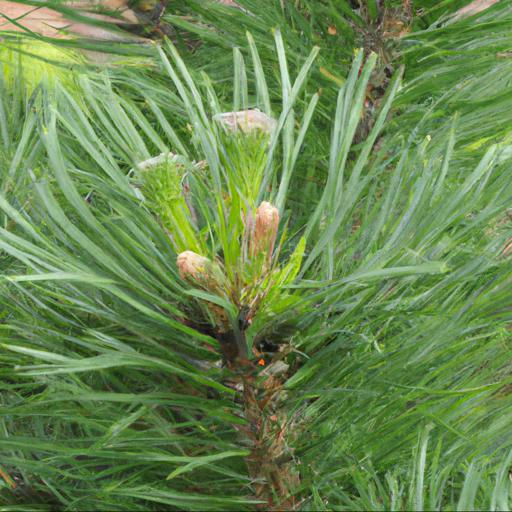 Growing pinus sylvestris