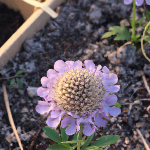 Growing scabiosa barocca: tips and tricks