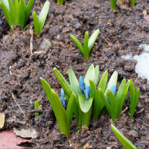 Growing scilla siberica: tips and tricks