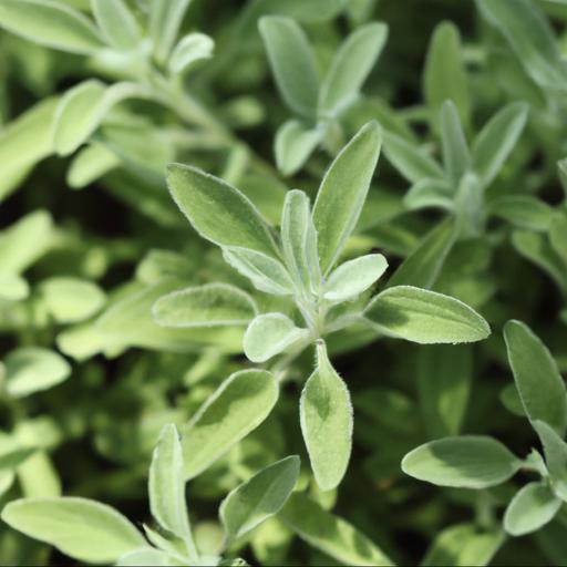 Growing teucrium x lucidrys