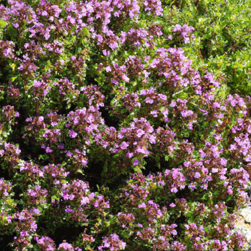 Growing thymus serpyllum