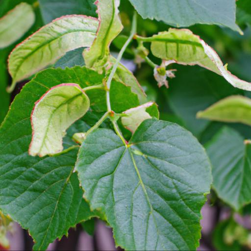 Growing tilia cordata: tips for planting and care