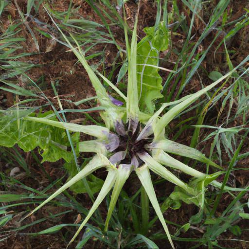 Growing tragopogon porrifolius