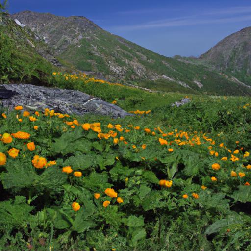 Habitat and distribution of trollius hondoensis