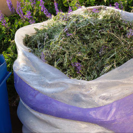 Harvesting and storing salvia officinalis