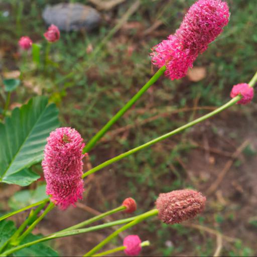 Health benefits of sanguisorba officinalis pink tanna