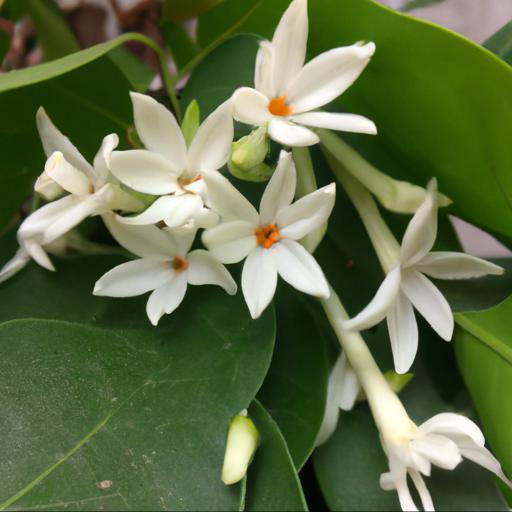 History and origin of stephanotis floribunda