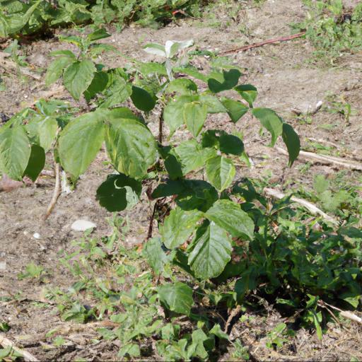 How to grow and care for rubus idaeus zeva