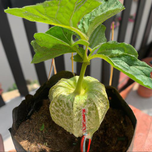 How to grow physalis peruviana