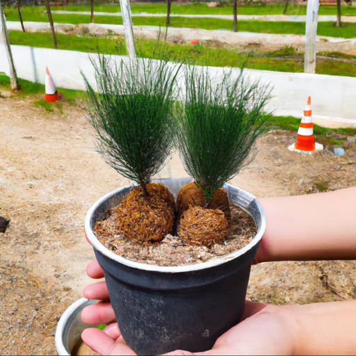 How to grow pinus pumila winton