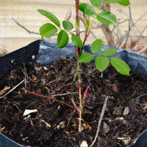 How to grow rosa pippin