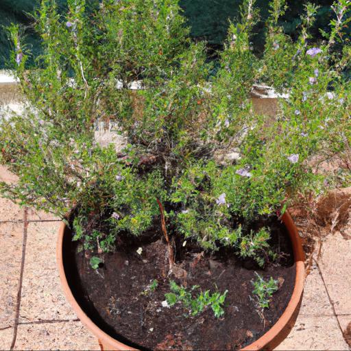 How to grow rosmarinus officinalis