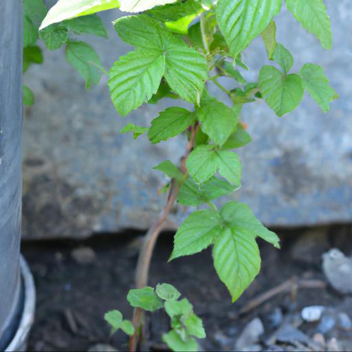 How to grow rubus biflorus