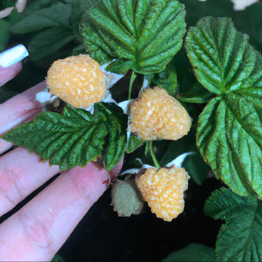 How to grow rubus idaeus all gold