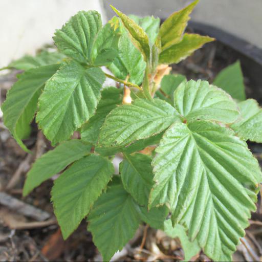 How to grow rubus idaeus tulameen