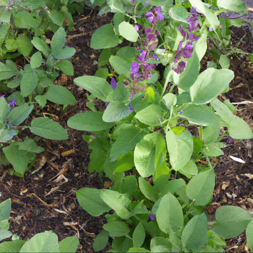 How to grow salvia officinalis purpurascens