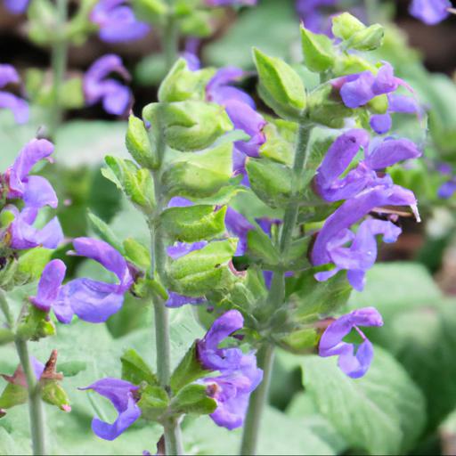 How to grow salvia peter jidgeon