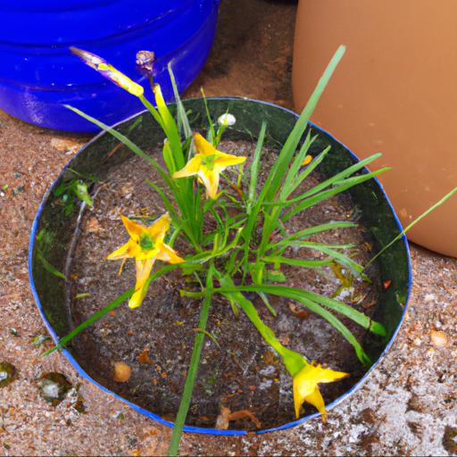 How to grow sisyrinchium striatum