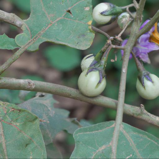 How to grow solanum laxum album