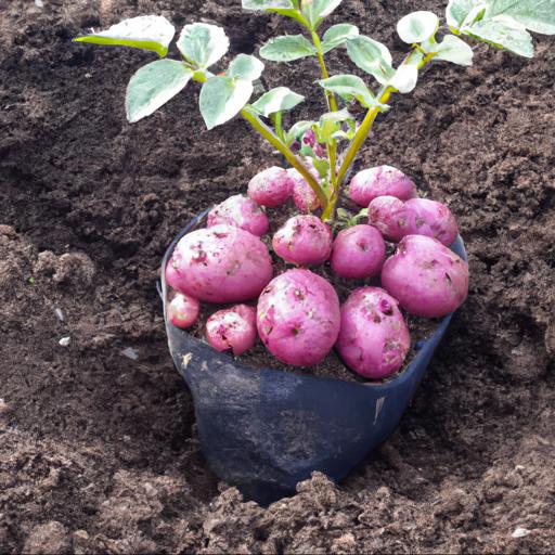 How to grow solanum tuberosum pink fir apple