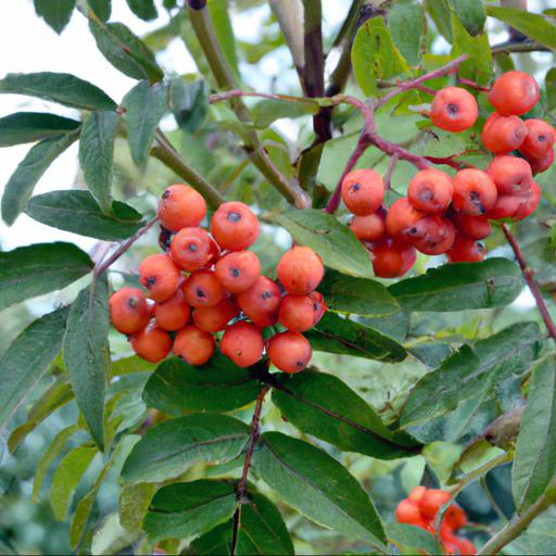 How to grow sorbus rosea rosiness