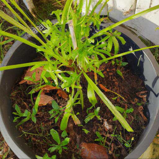 How to grow sphenomeris chinensis