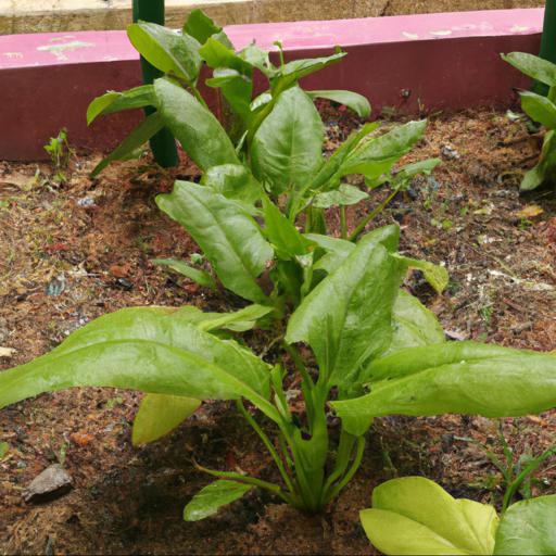 How to grow spinacia oleracea medania