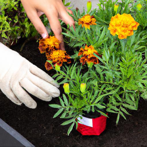 How to grow tagetes patula honeycomb