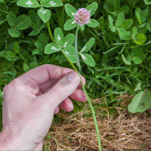 How to grow trifolium pratense